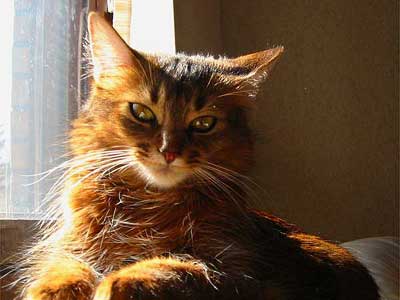 Kattenrassen, halflangharig, Somali